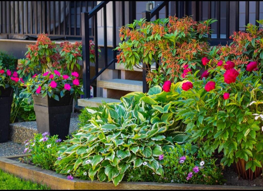 Potted plants for small front yard landscaping on a budget