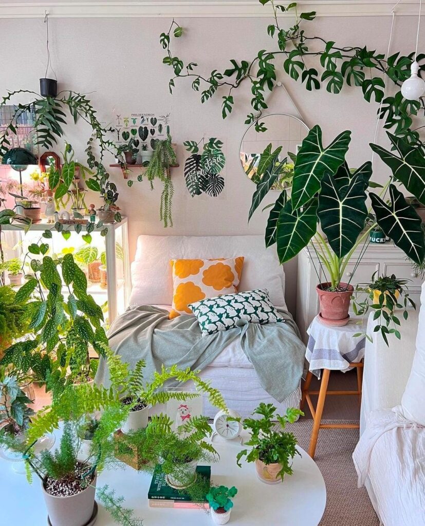 Indoor plants for budget-friendly home decor